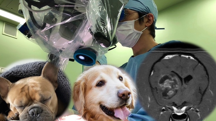 犬の脳腫瘍治療の研究プロジェクトのクラウドファンディング